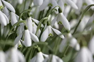 Snowdrops - UK