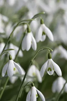Snowdrops - UK