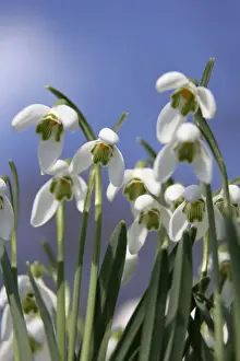 Odd Angle Prints: Snowdrops - UK