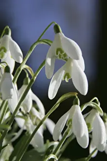 Snowdrops - UK