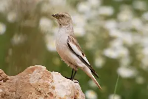 Snowfinch - adult female, May. Southern Turkey