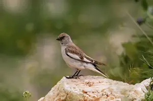 Snowfinch - adult female, May. Southern Turkey