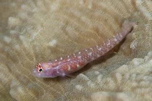 Images Dated 5th November 2013: Snowflake Dwarfgoby