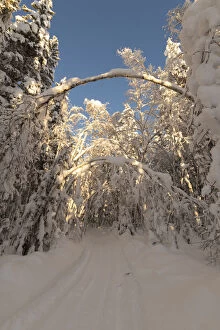 Brightly Lit Gallery: snowmobile, ski tracks with trees in an winter landscape in Sweden     Date: 17-01-2021