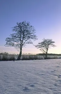 Alders Prints: Snowscene Grazing meadow with reed in dyke and Alder trees Norfolk UK