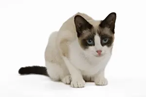 Snowshoe Cat - in studio
