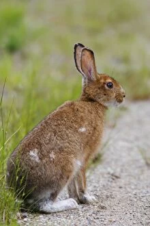 Images Dated 14th June 2006: Snowshoe Hare