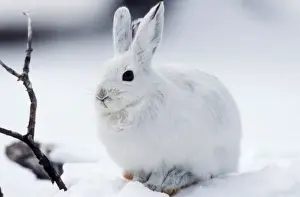 Snowshoe Hare