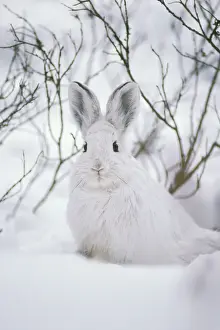Vertical Prints: Snowshoe Hare MH233