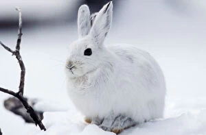 Snowshoe HARE - in snow