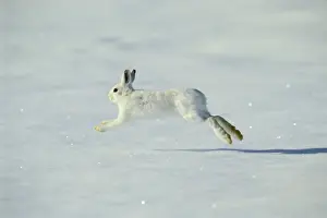 Camouflaged Prints: Snowshoe Hare TOM 600 aka Varying Hare running across winter snow - Montana Lepus americanus © Tom & Pat Leeson