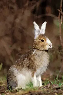 Moulting Prints: Snowshoe Hare TOM 601 aka Varying Hare Changing from winter white to summer brown-grey fur coat Glacier National Park