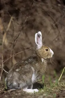 Snowshoe Hare / Varying Hare - Montana - USA - May