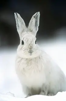 Snowshoe Hare / Varying Hare - in snow