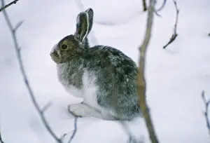 Snowshoe Hare / Varying Hare - in snow changing pelage