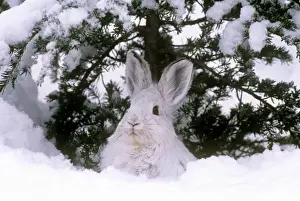 Snowshoe Hare / Varying Hare - in winter snow - British Columbia