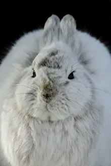 Snowshoe Hare, winter coat turning brown, March, Alaska, North America