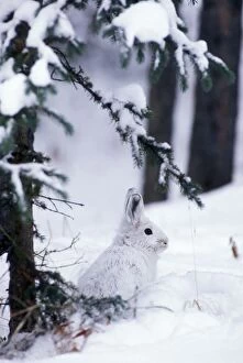 Images Dated 31st December 2004: Snowshoe / Varying Hare British Columbia. Winter