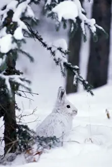 Snowshoe / Varying Hare British Columbia. Winter