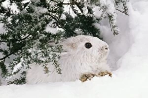 Images Dated 4th August 2004: Snowshoe / Varying Hare Winter, British Columbia, Canada