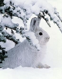 Images Dated 28th February 2007: Snowshoe or Varying Hare - winter MH107