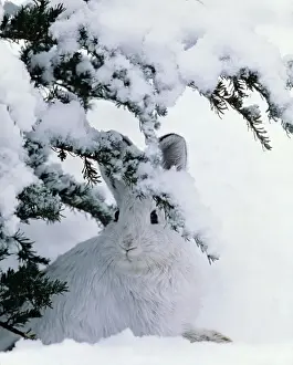 Snowshoe or Varying Hare - winter MH108