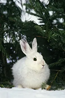 Varying Prints: Snowshoe or varying Hare - winter MH232