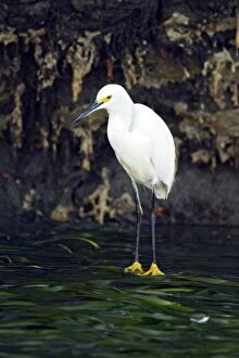 Images Dated 6th December 2010: Snowy Egret