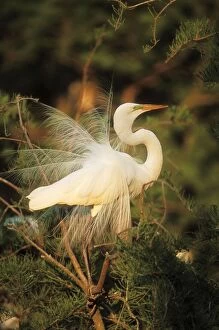Images Dated 17th June 2004: Snowy Egret