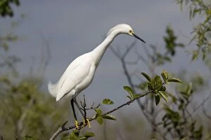 Images Dated 16th February 2006: Snowy egret