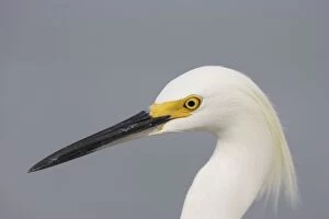 Snowy Egret - close up