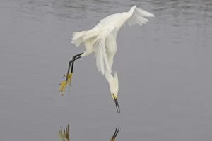 Snowy Egret - dip feeding