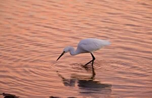 Snowy Egret - feeding in lagoon at sunset