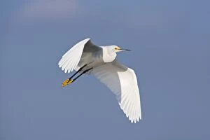 Images Dated 6th January 2009: Snowy Egret - in flight