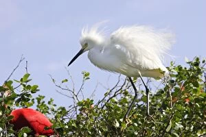 Snowy Egret - at nest