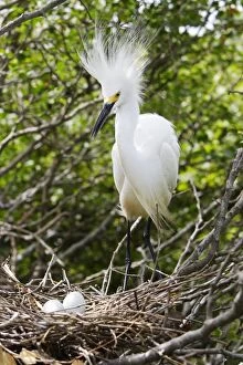Snowy Egret - at nest with eggs