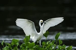 Snowy Egret, open wings, flooded forest, Amazon