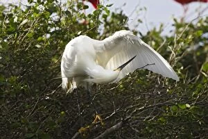 Snowy Egret - preening