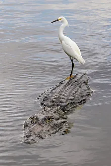 Behavior Collection: Snowy Egret riding on top of American alligator, Florida Date: 31-12-1999