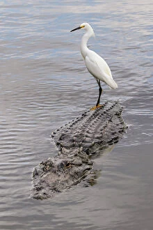 Riding Gallery: Snowy Egret riding on top of American alligator, Florida