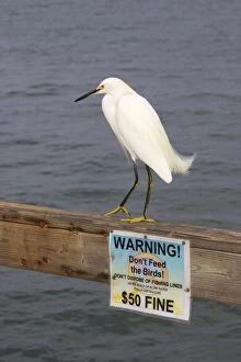 Snowy Egret - Standing above do not feed the birds sign