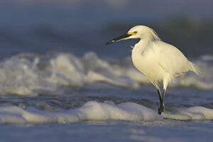 Snowy Egret - in surf