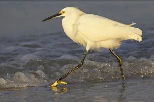 Images Dated 17th October 2005: Snowy Egret - in surf Fort Myers Beach, florida, USA BI000470