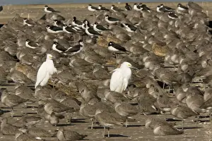 Seashore Prints: Snowy Egrets, Willets, Marbled Godwits and Black-necked Stilts at high tide roost