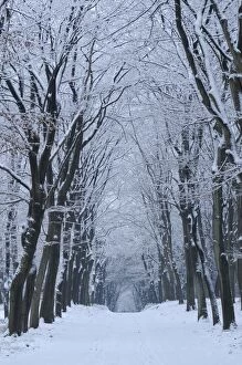 Images Dated 19th December 2010: Snowy forest trail in beech wood