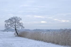 Images Dated 21st December 2010: Snowy landscape - De WiedenN - Netherlands