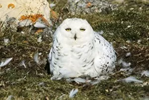 Images Dated 20th May 2011: Snowy Owl