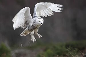 Images Dated 23rd February 2008: SNOWY OWL