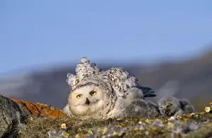 Snowy Owl - adult with young Greenland