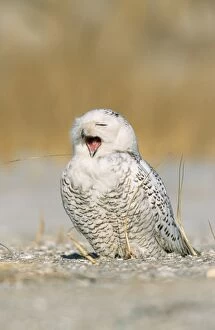 Snowy Owl - on beach, beak open